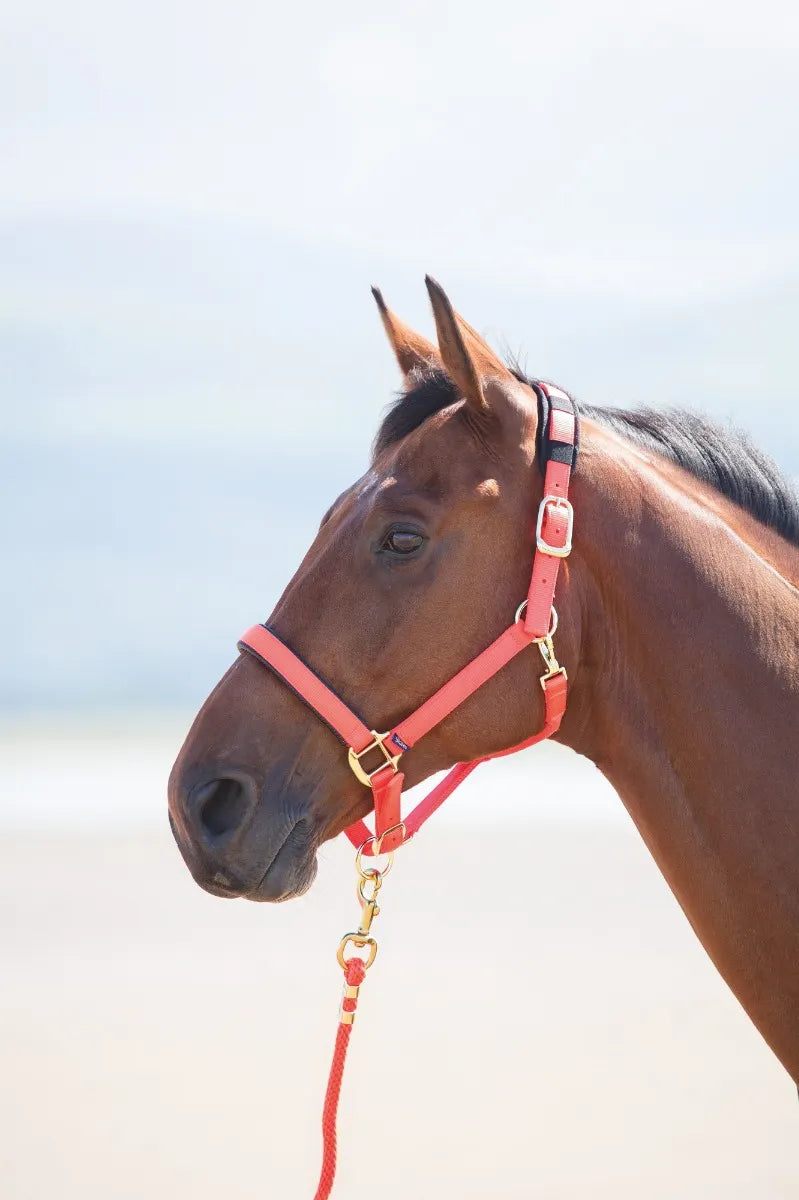 Shires Topaz Nylon Headcollar