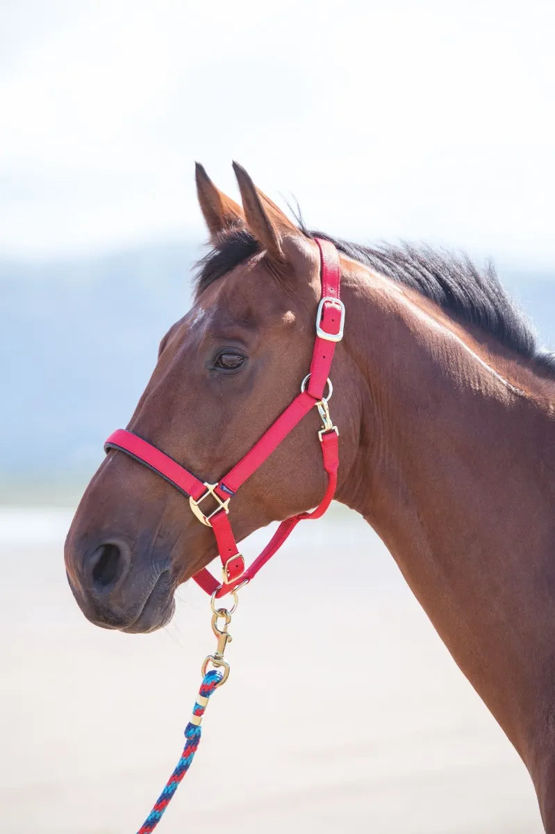 Shires Topaz Nylon Headcollar
