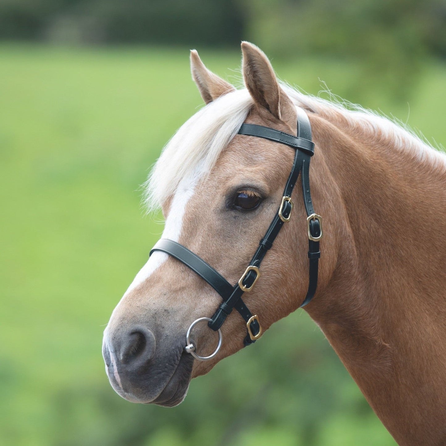 Velociti GARA Plain Inhand Bridle