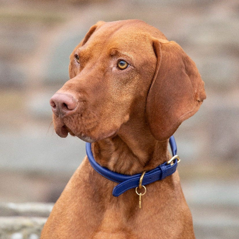Digby & Fox Rolled Leather Dog Collar