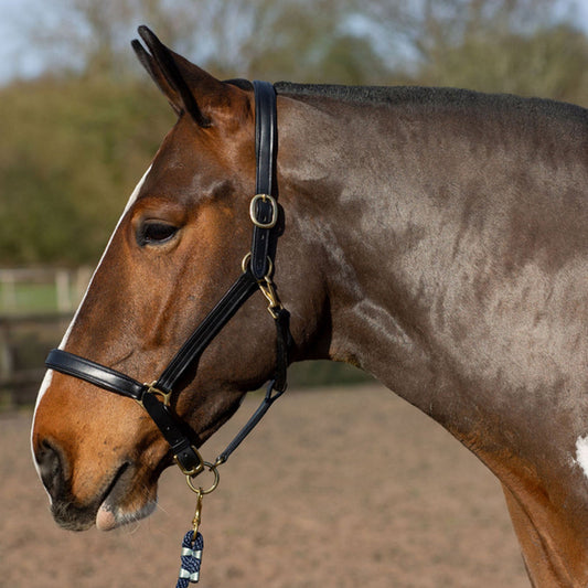 Gallop Premium Padded Leather Headcollar